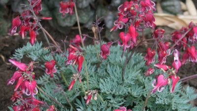 Dicentra formosa 'Burning Hearts' ®