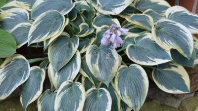 Hosta x tardiana 'El Nino' ®