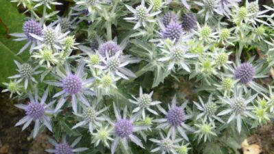 Eryngium planum 'Blue Hobbit'