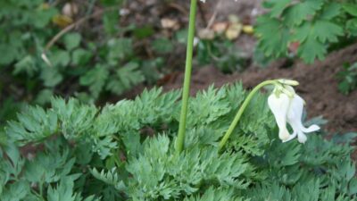 Dicentra formosa 'Ivory Hearts' ®