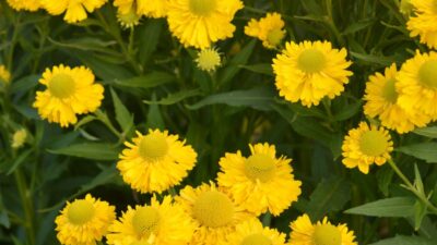 Helenium x cult. 'Double Trouble' ®