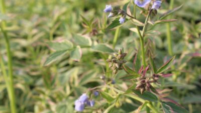 Polemonium rept. 'Stairway to Heaven' ®