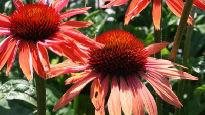 Echinacea purpurea 'Sundown' ®