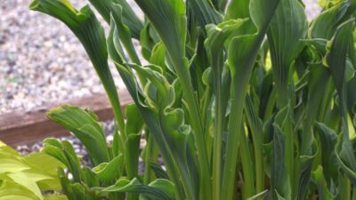 Hosta x cult. 'Praying Hands'