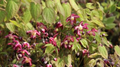 Epimedium x rubrum 'Galadriel'