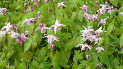 Epimedium grandiflorum 'Akebono'