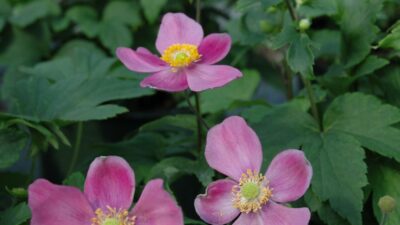 Anemone japonica 'Lady Diana' ®