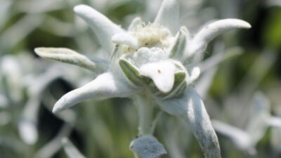 Leontopodium alpinum 'Mont Blanc' ®