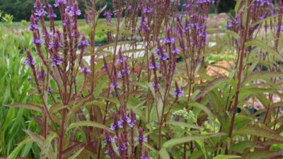 Verbena hastata 'Blue Spires'