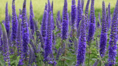 Veronica spicata 'Azzurro'
