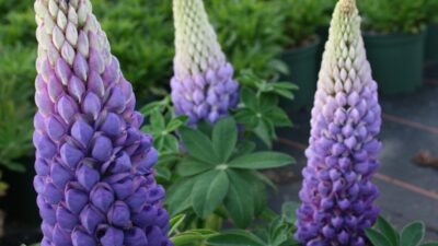 Lupinus West Country 'Persian Slipper' ®