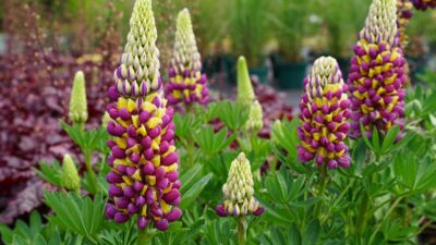 Lupinus West Country 'Manhattan Lights' ®