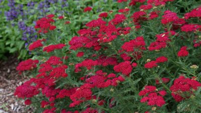 Achillea millef. 'Pomegranate'
