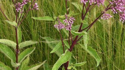Eupatorium fistul. 'Baby Joe'