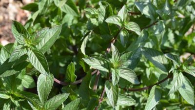 Mentha x piperita 'Chocolate'