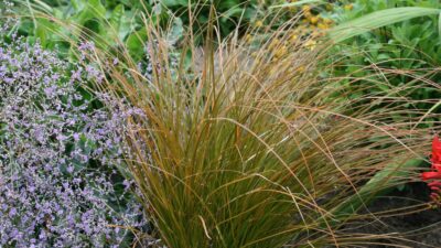 Carex testacea