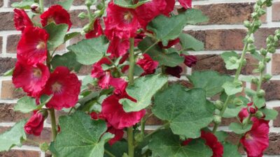 Alcea Spotlight 'Mars Magic'