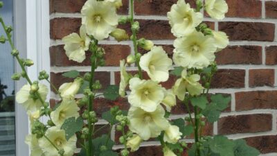 Alcea Spotlight 'Sunshine'