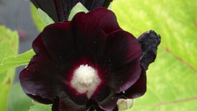 Alcea Spotlight 'Blacknight'