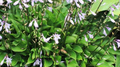 Hosta sieboldii JS® 'Harry van Trier'