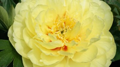 Paeonia x itoh 'Bartzella'