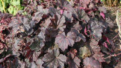 Heuchera villosa 'Mocha' ®