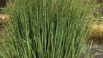 Panicum virgatum 'Northwind'