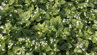 Brunnera macr. 'Mr. Morse' ®