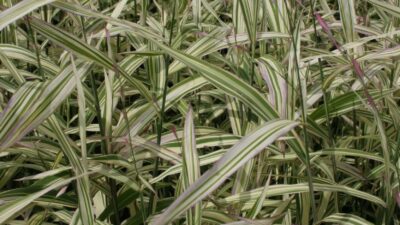 Chasmanthium latifolium 'River Mist' ®