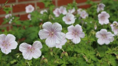 Geranium himalayense 'Derrick Cook'