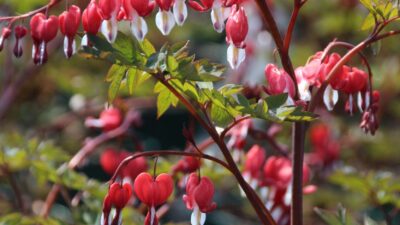 Dicentra spectabilis 'Valentine' ®