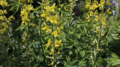 Thermopsis chinensis