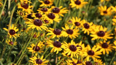 Rudbeckia fulgida 'Little Goldstar' ®