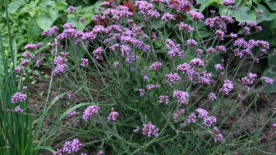 Verbena bonariensis 'Lollipop' ®