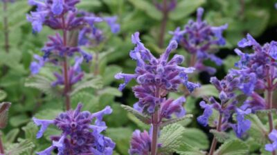 Nepeta racemosa 'Odeur Citron'