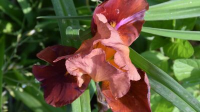 Iris x barbata-elatior 'Natchez Trace'