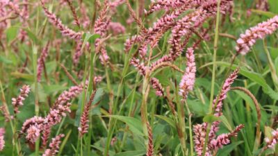 Persicaria amplexic. 'Pink Elephant' ®