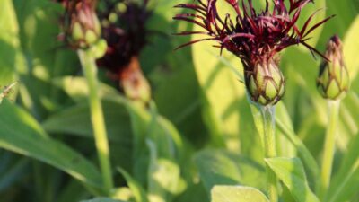 Centaurea montana 'Black Sprite' ®