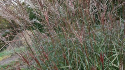 Miscanthus sinensis 'Purple Fall'