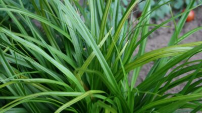 Carex foliosissima 'Irish Green'