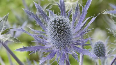 Eryngium x zabelii 'Big Blue'