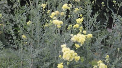 Thalictrum flavum 'Tukker Princess'