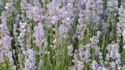 Lavandula angustifolia 'Miss Katherine'