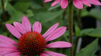 Echinacea purpurea 'Little Magnus' ®