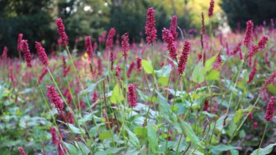 Persicaria amplexic. 'JS Caliente' ®