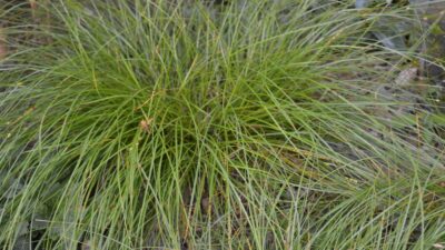 Carex remota