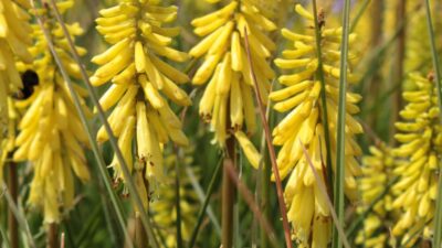 Kniphofia uvaria 'Lemon Popsicle' ®
