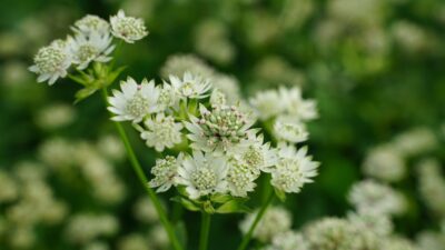 Astrantia major 'Star of Billion' ®
