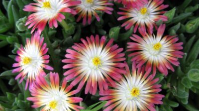 Delosperma Jewel of Desert 'Ruby'