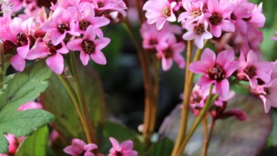 Bergenia cordifolia 'Pink Dragonfly' ®